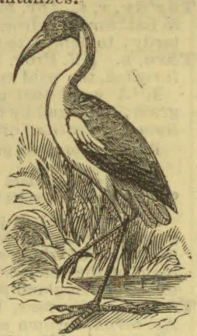 An engraving of a long-legged wading bird standing among reeds beside the water.