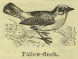 An illustration of a bird standing among grass.