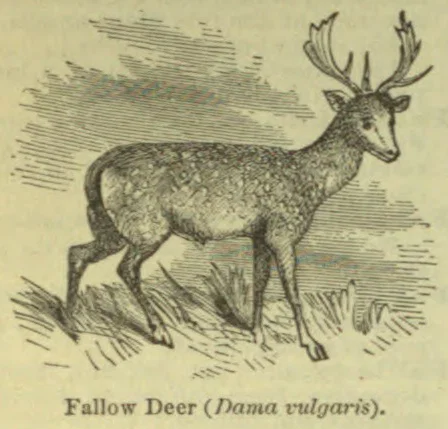 An engraving of a fallow deer with branched antlers standing among grass.