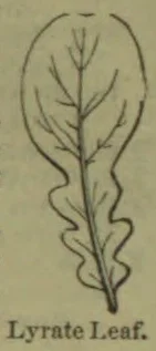 A botanical drawing of a lyrate leaf with a long central lobe and smaller side lobes.