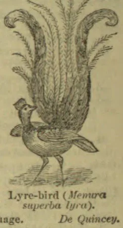 An engraved lyre-bird stands with its long, ornate tail feathers fanned upward behind it.