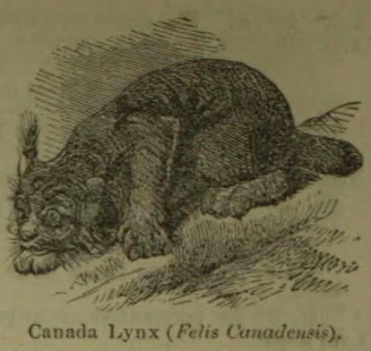An illustration of a Canada lynx crouching on the ground.