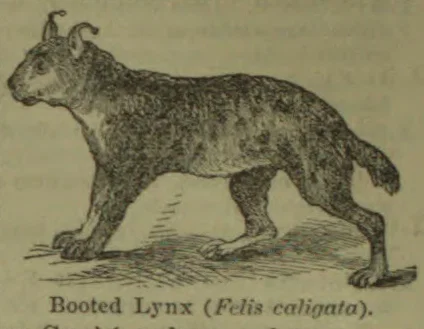 An illustration of a booted lynx walking.