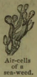 A drawing of a seaweed frond with rounded air-cells.