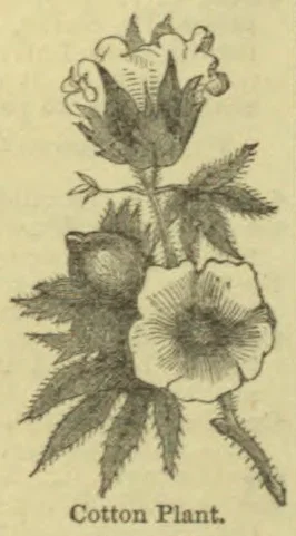 A botanical illustration of a cotton plant with serrated leaves, a flower, and a cotton boll.
