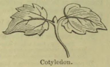 A botanical drawing of a young plant with two broad leaves and a curved stem.