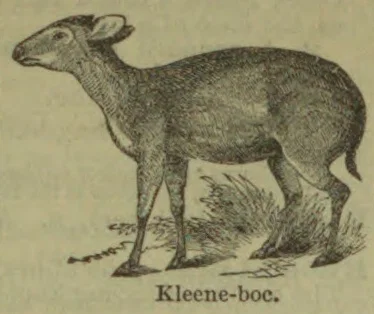 An antelope stands on a patch of grass.