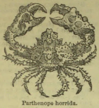 An engraved illustration of a crab with large claws and spiny legs.
