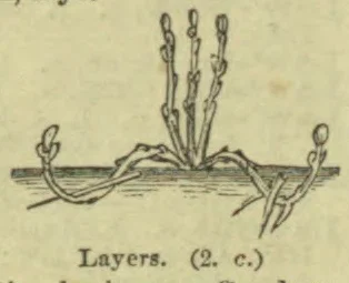 A botanical diagram shows stems bent down and layered in the soil to form new shoots.