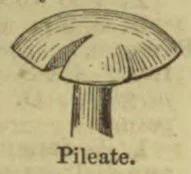 A drawing of a pileate mushroom with a broad cap and a narrow stem.