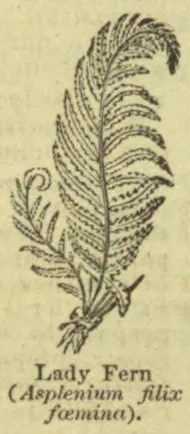 A botanical engraving of a lady fern with a tall, finely divided frond and smaller fronds near its base.