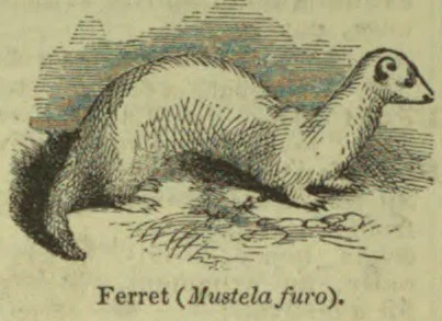A ferret stands on the ground, facing right.