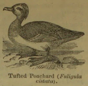 An engraved illustration of a tufted pochard swimming on the water.