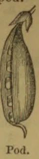 An elongated seed pod, shown split open to reveal its seeds.