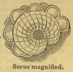 A magnified botanical illustration of a fern sorus.