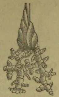 A detailed drawing of a branching, segmented structure with a large upright, leaf-like form at its center.