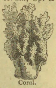 An engraved illustration of a branching coral specimen.