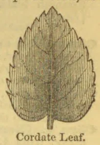 A botanical illustration of a cordate (heart-shaped) leaf.