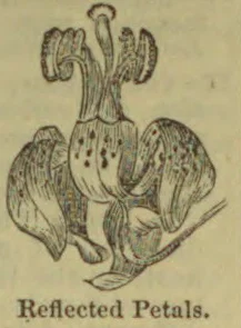 A botanical illustration showing a flower with its petals reflected backward.