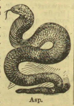 An engraved illustration of a coiled snake with its head raised.