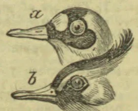 Two side-profile views of birds’ heads, each marked with a letter.