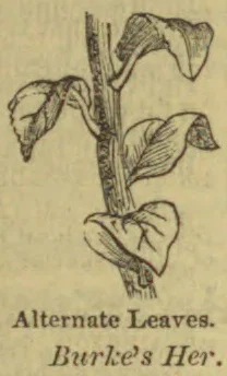 A botanical drawing of a stem bearing leaves arranged alternately along it.