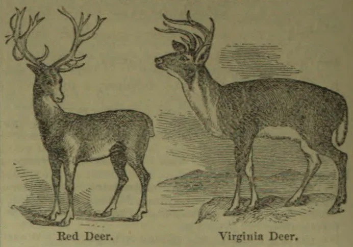 An illustration of a red deer and a Virginia deer standing side by side, both with antlers.