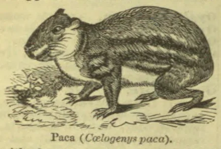 An illustration of a paca, a large rodent, standing beside vegetation.