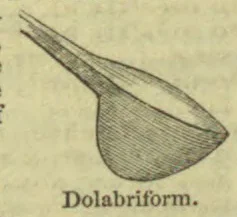 A long, narrow form widens into a rounded, hatchet-shaped end.