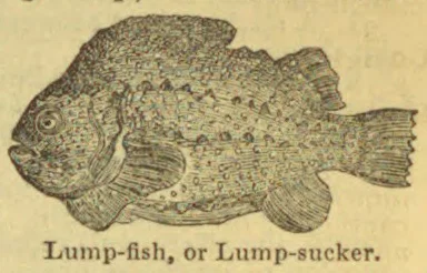An illustrated lump-fish, shown in profile.