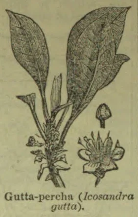 The illustration depicts the leaves, flowers, and fruit of the gutta-percha plant.