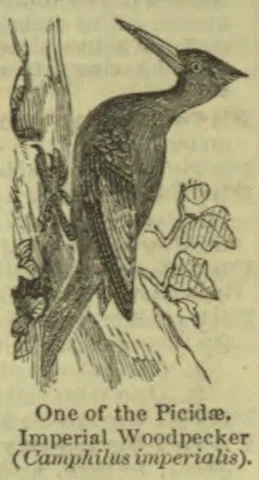 An imperial woodpecker perches on a tree trunk beside leafy branches.
