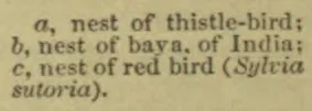 The illustration depicts nests of three birds: a thistle-bird, a baya of India, and a red bird.