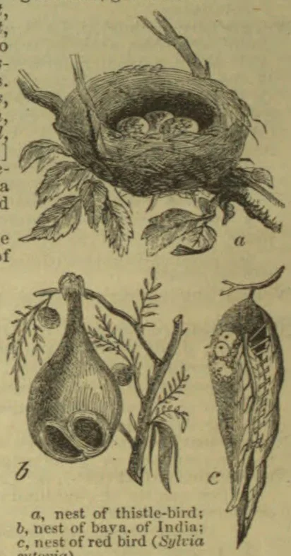 An engraving shows three types of bird nests: a thistle-bird nest in a tree, a baya nest hanging from a branch, and a red-bird nest attached to a branch.