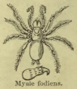 A spider is shown above a small oval object illustrated beneath it.