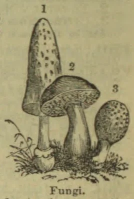 The illustration depicts three mushrooms growing among grass and ground vegetation.