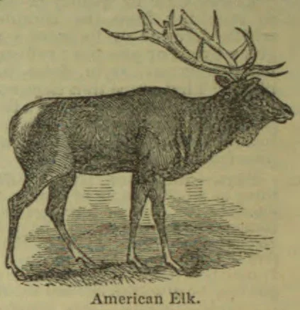 An American elk with large branching antlers stands in profile.