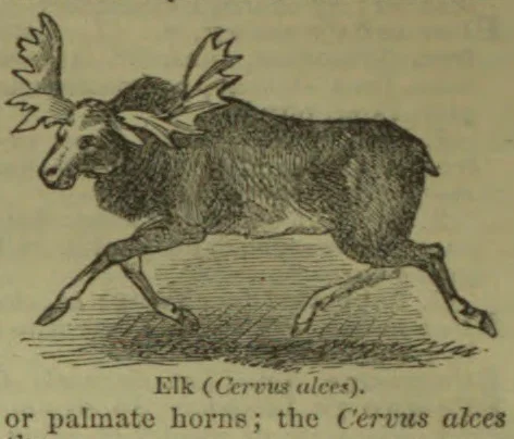 An elk with large palmate antlers is shown running.