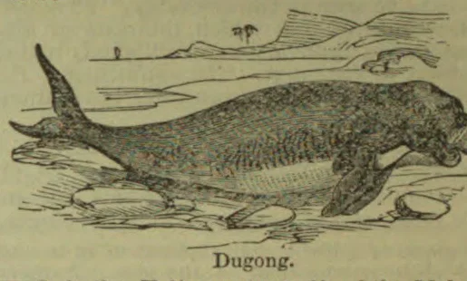 An illustration of a dugong swimming among aquatic plants.