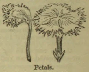 Two botanical sketches illustrate the form of petals on a flower.