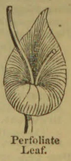 A botanical drawing of a perfoliate leaf on a short stem.