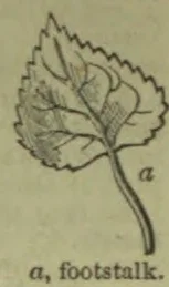 A leaf with its footstalk labeled a.