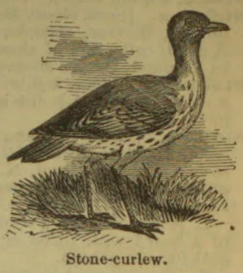 An engraved illustration of a stone-curlew standing among tufts of grass.