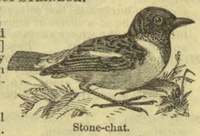 An illustration of a stone-chat perched on a branch.