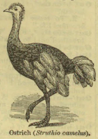 An engraved illustration of an ostrich standing with one leg raised.