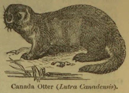 An otter crouches on the ground beside reeds.