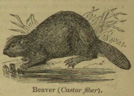 An engraved beaver crouches beside water, with reeds and vegetation behind it.