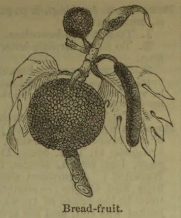 A botanical illustration of a breadfruit plant, showing its large round fruit, leaves, stem, and smaller fruiting structures.