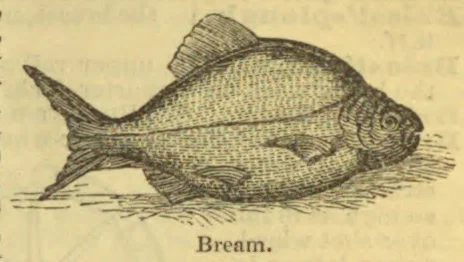 An engraved illustration of a bream swimming above the riverbed.