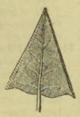 An illustration of a long, triangular leaf with branching veins and a stem.